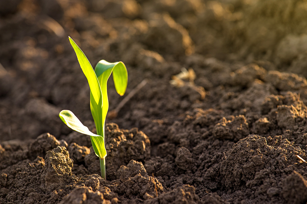 plant sprouting from fertile soil