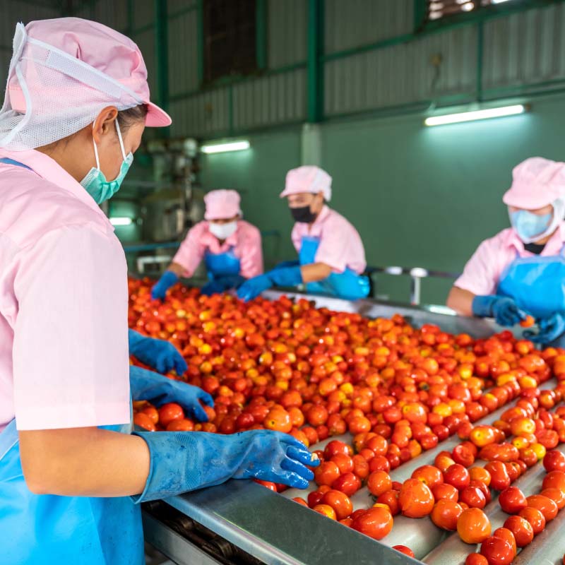 women sorting tomatoes in a processing plant