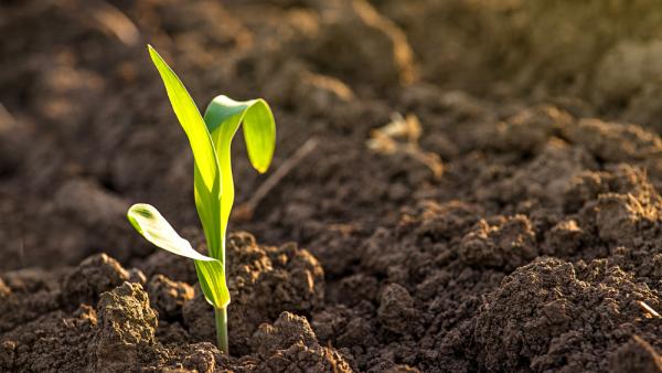 plant sprouting from fertile soil